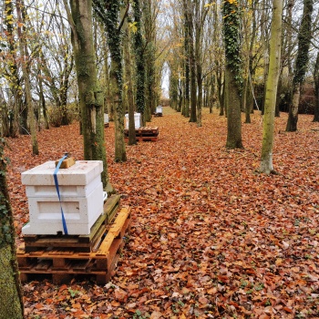 one of our Apiaries' Bacton bees