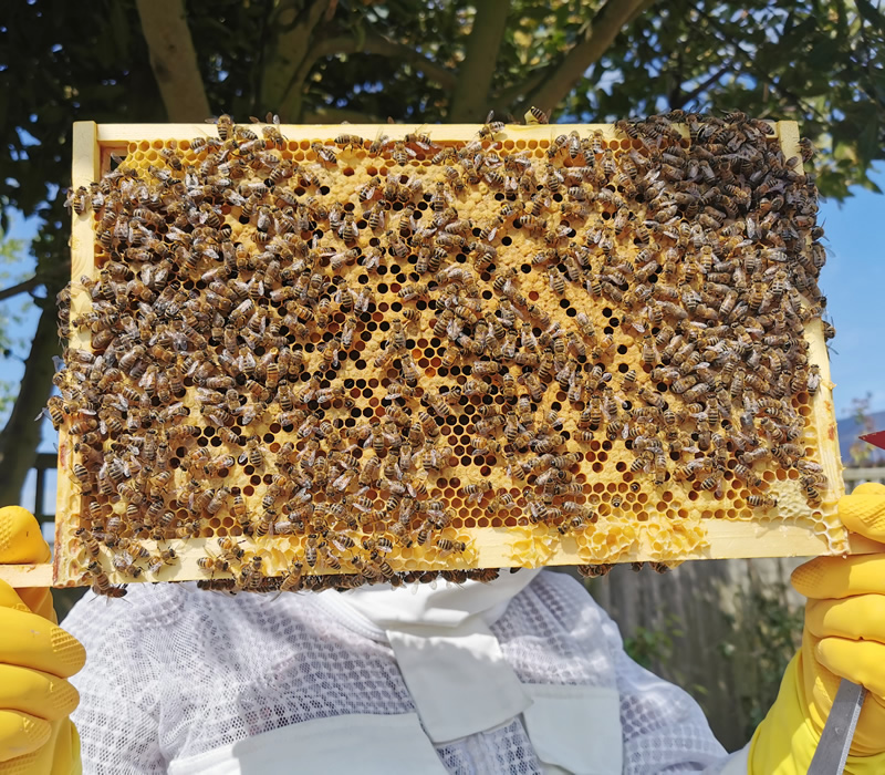 Bacton Bees