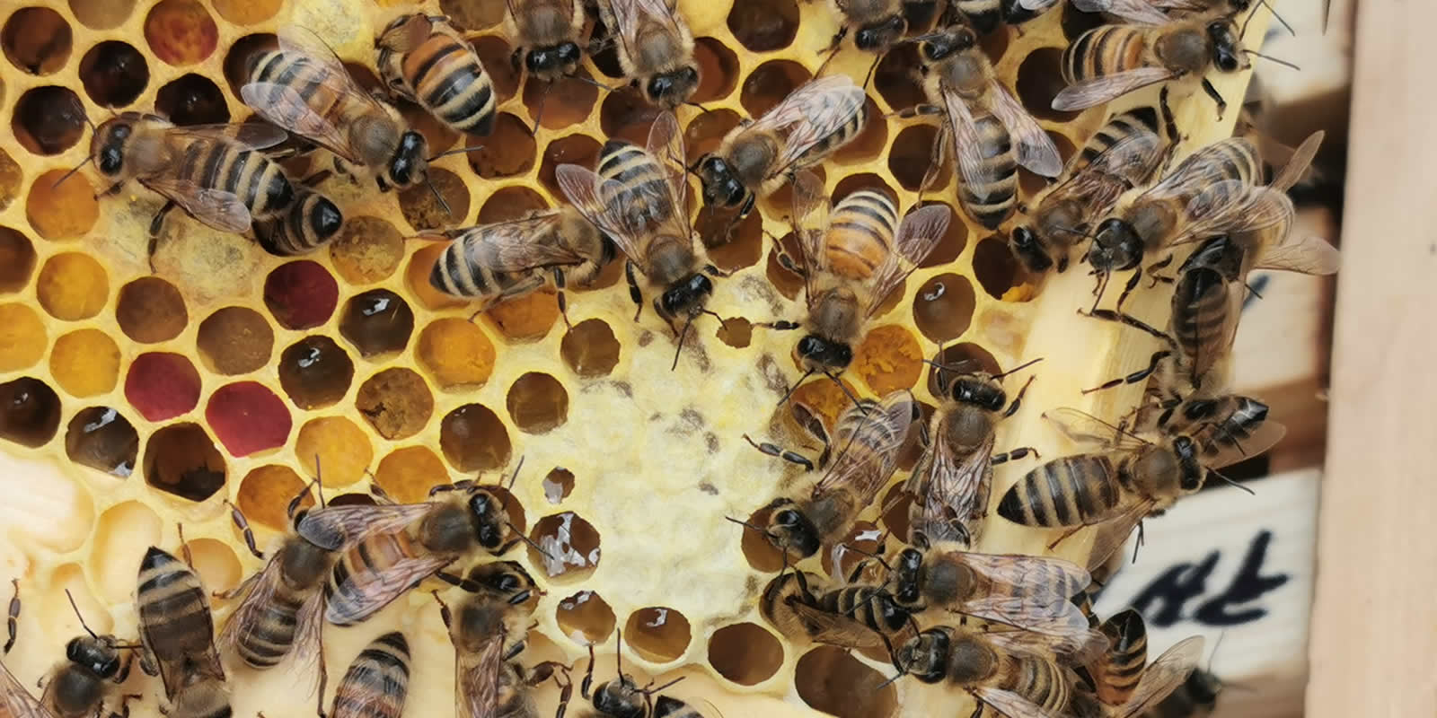 Bees for Sale Bacton