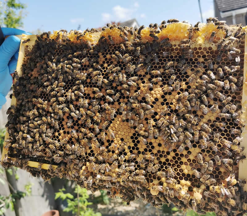 Honey Bees - Bacton Bees